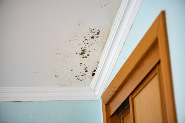 Best Emergency Mold Removal  in Kaaawa, HI