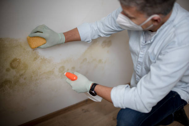 Best Mold Removal and Inspection  in Kaaawa, HI