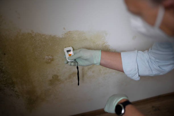 Mold Testing and Removal in Kaaawa, HI
