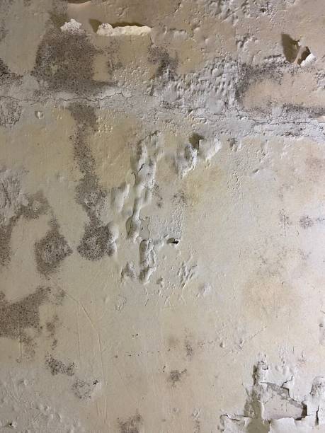 Best Mold Damage Repair  in Kaaawa, HI