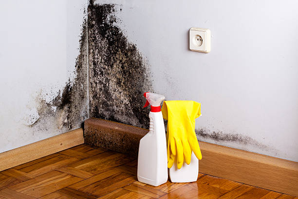 Best Attic Mold Removal  in Kaaawa, HI