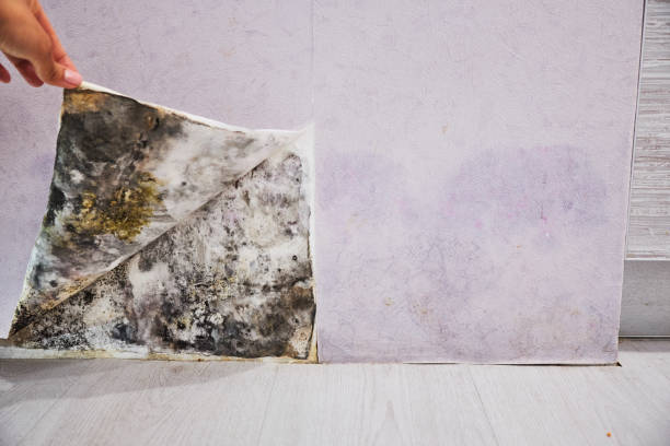 Mold Removal and Inspection in Kaaawa, HI